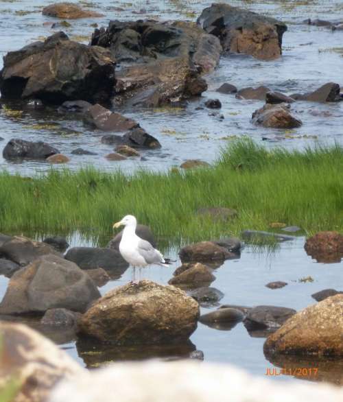 shore seagull bird rocks water