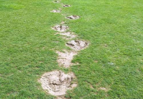 dinosaur footprints casts ardley oxford