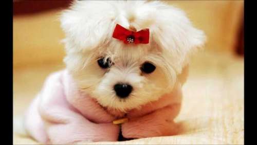 #animals dog puppy white poodle