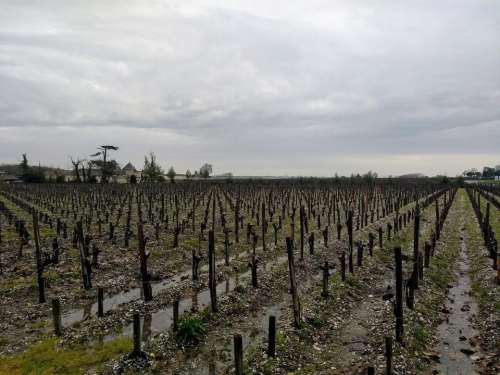 Vineyard winter france gironde margaux