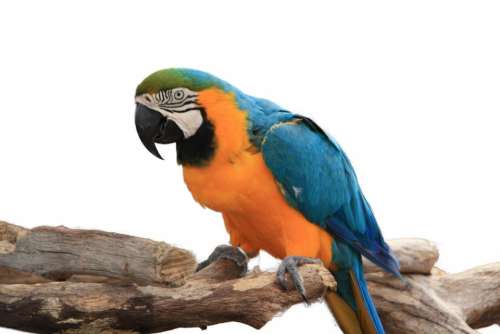 Macaw bird large Blue Yellow