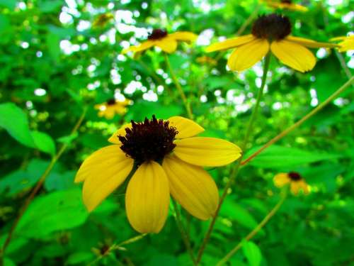 Black Eyed Susan yellow garden flowers