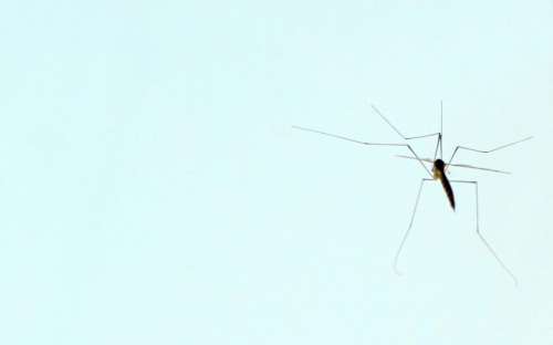 animals insects an insect mosquitos gnat