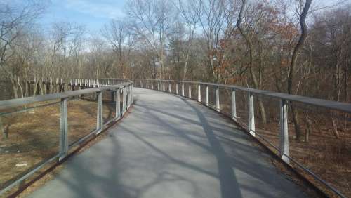 Bridge Tree Trees Woods Out