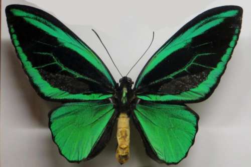 butterfly green black insect arthropod