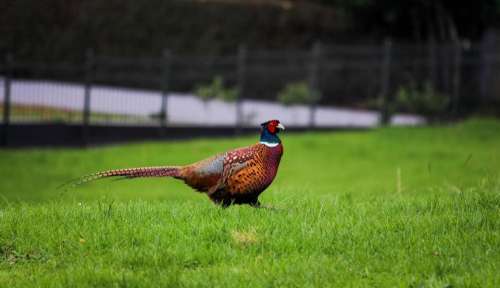 pheasant bird