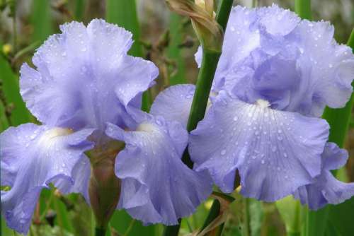 iris bearded iris blue blue-violet flower