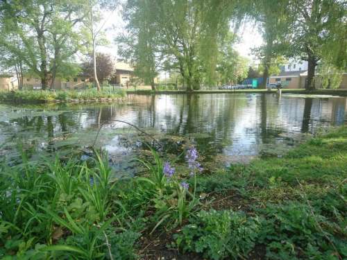 Roehampton London nature pond spring