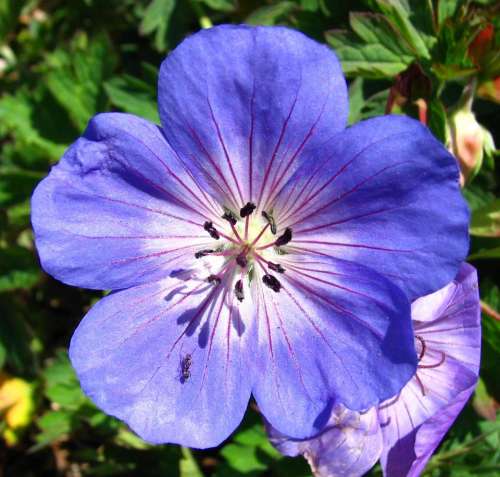 blue lavender violet radiating flower