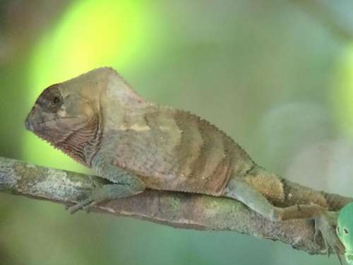 chameleon Costa Rica rain forest reptile 