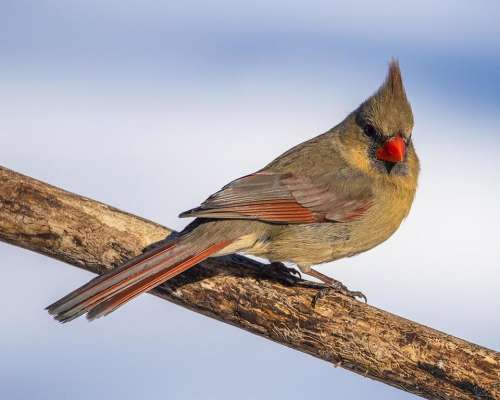 female Cardinal bird wild