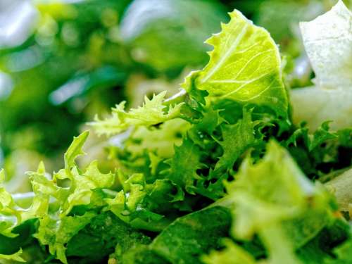food vegetable salad green salad