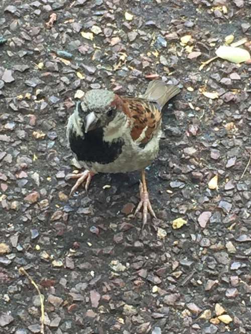 wild bird sparrow