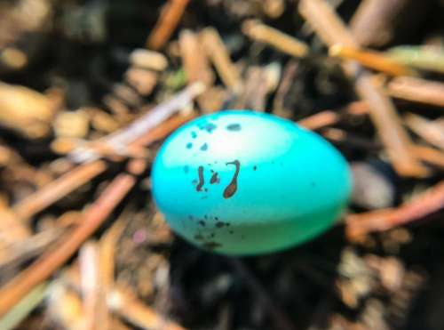 Egg robin egg bird nest nature