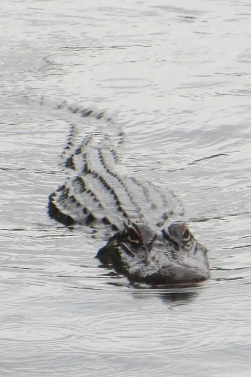 alligator reptile water predator sneaky