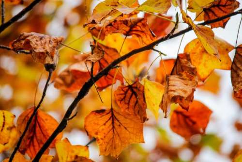 leaves autumn fall #autumnleaves
