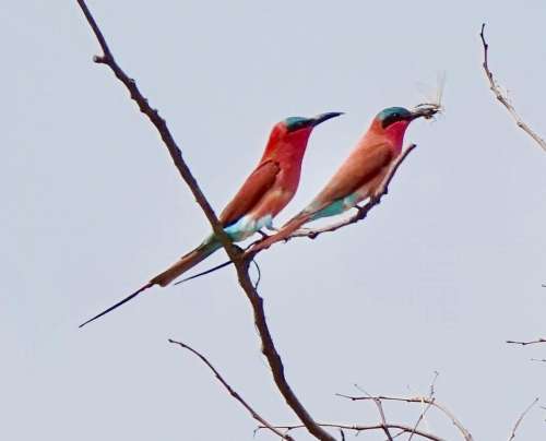 Birds wildlife nature couples 
