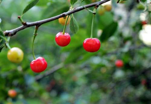 cherry cherries fruit fruit tree three
