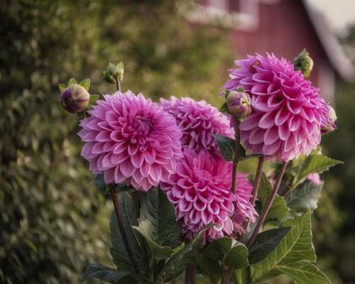 flower flowers floral