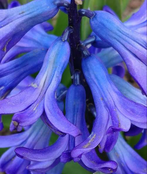 Blue bonnet floral flowers garden