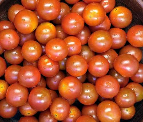 baby tomatoes cherry tomatoes red shiny washed