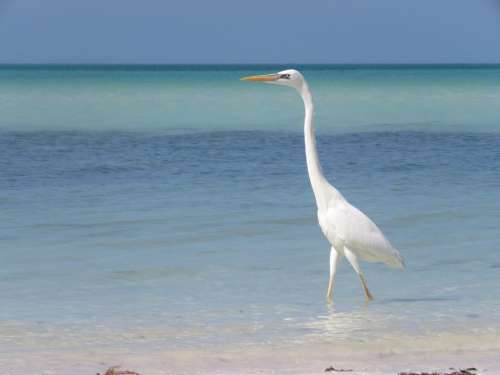 seagull bird sea ocean mexico