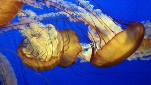 Jellies jellyfish invertebrate aquarium