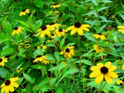 Black Eyed Susan yellow garden flowers