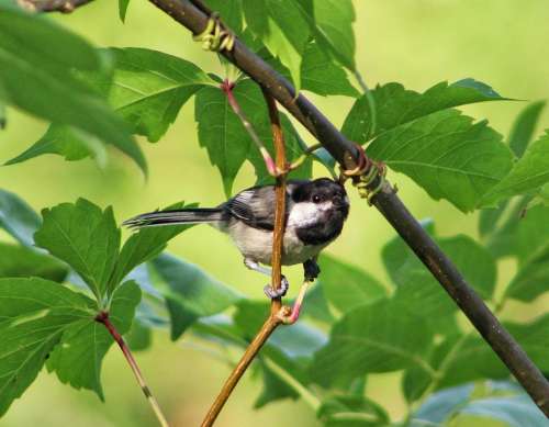 animal bird chickadee claw foot