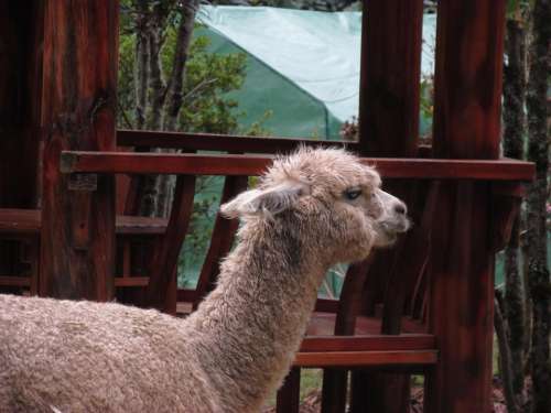 Mammal Llama Vertebrate Alpaca Camelid