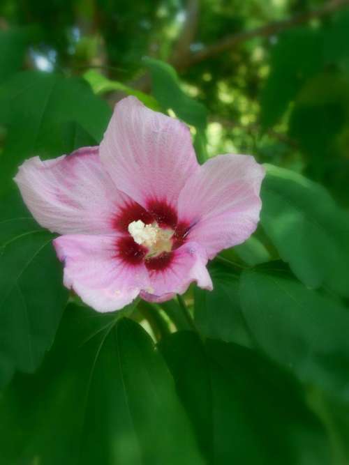 Rose of Sharon pink flower summer blossom