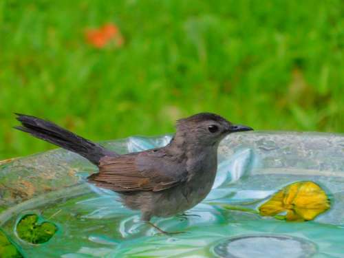 Bird birdbath 