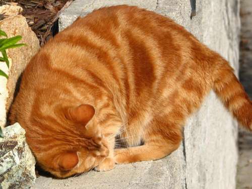 cat domestic cat pet feline orange