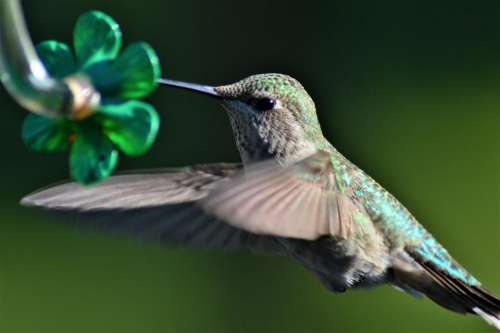 Annas Hummingbird bird