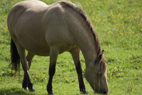 Bay Horse Grazing Field Pasture Ireland