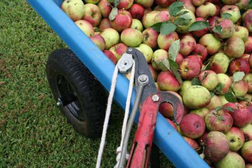 #apples orchard apple orchard harvest garden
