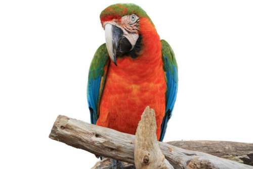 Macaw bird large Blue Red