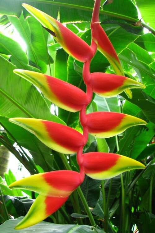 heliconia orange red yellow tropical