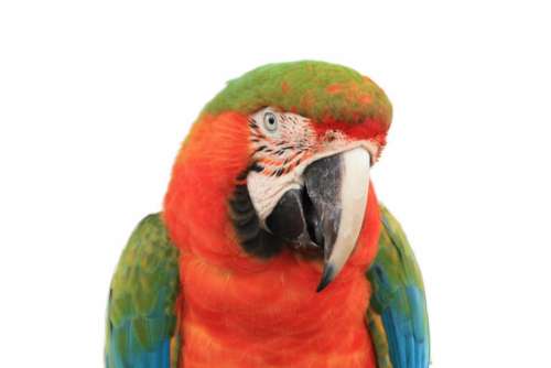 Macaw bird large Blue Red