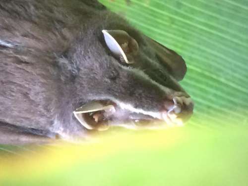 fruit bat Costa Rica rain forest leaf