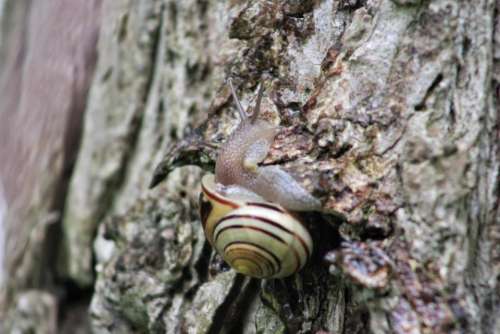 tree bark snail moist texture