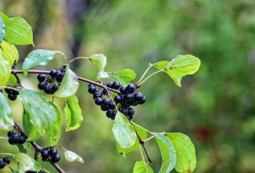 plant tree fruit branch leaves