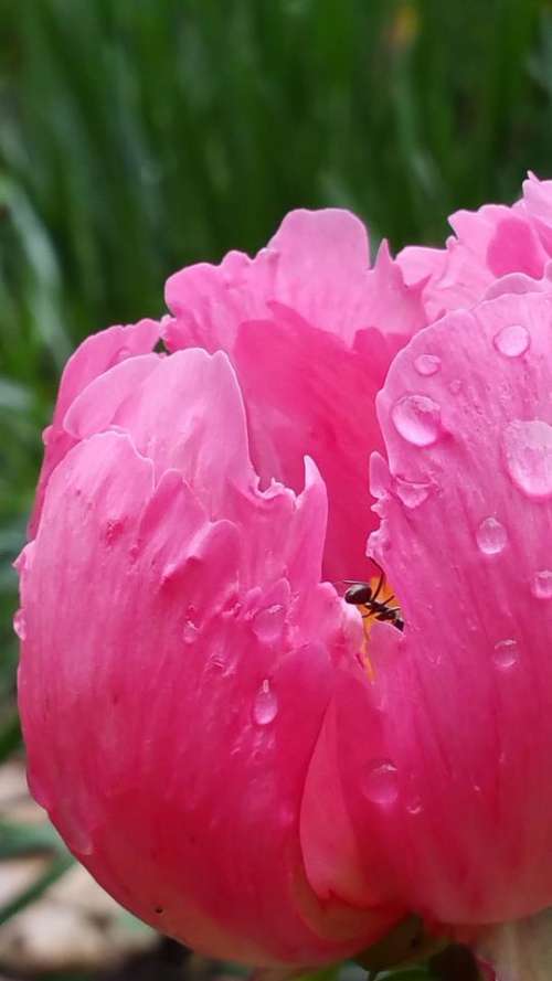 Ant Formicidae Hymenoptera Flower Macro