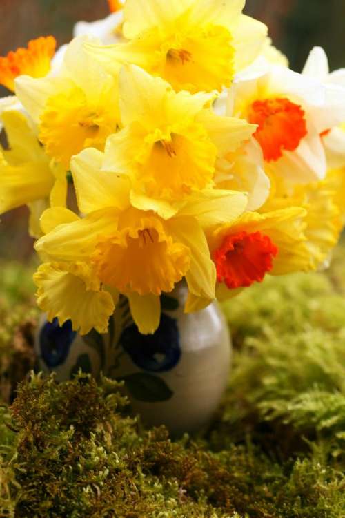 daffodils bouquet vase floral flower