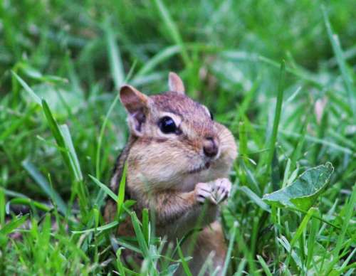 animal rodent chipmunk food feeding