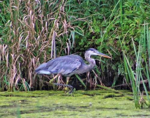 animal bird heron great blue hunter