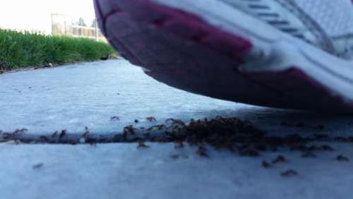 ants shoe insects