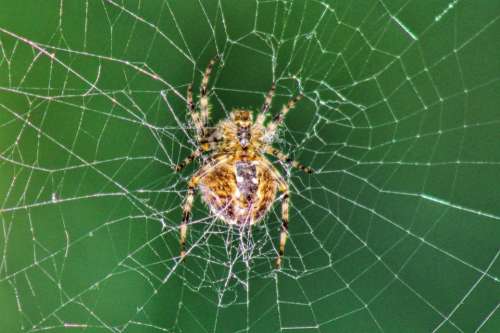 insect spider web predator legs