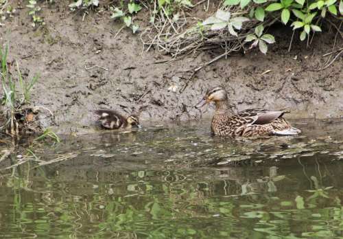 animals birds ducks ducklings mother