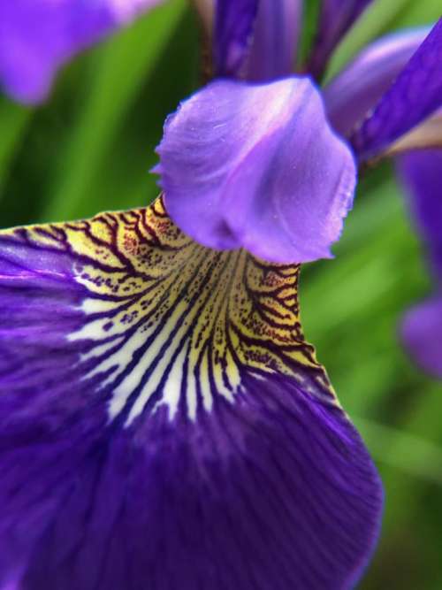 flower purple iris flag
